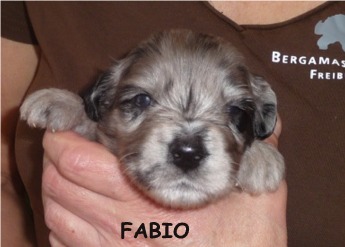 FABIO