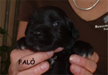 FAL&Ograve;