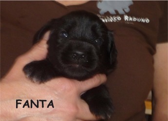 FANTA