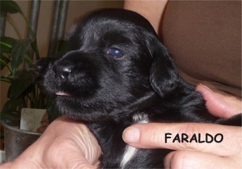 FARALDO