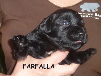 FARFALLA