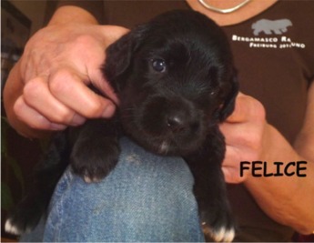FELICE
