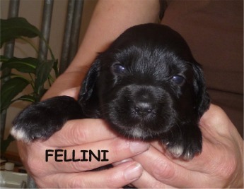 FELLINI