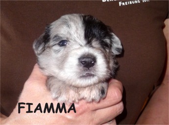 FIAMMA