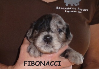 FIBONACCI