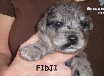 FIDJI