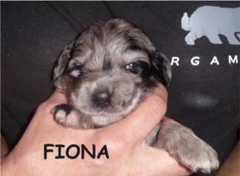 FIONA
