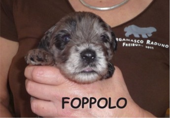 FOPPOLO